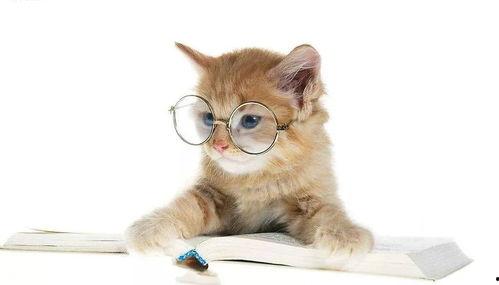 娱乐吃瓜酱猫咪头套,揭秘“吃瓜酱”猫咪的趣味生活