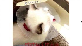 娱乐吃瓜酱宠物疫苗本,吃瓜酱带你全面了解宠物疫苗接种知识