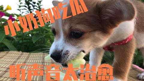 娱乐吃瓜菌狗狗视频大全,趣味视频大全集锦