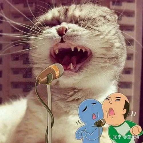 娱乐吃瓜酱猫叫喵喵喵,喵喵喵！娱乐吃瓜酱带你领略猫界趣味瞬间