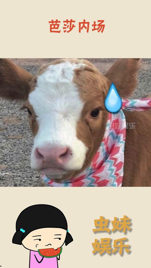 娱乐吃瓜酱猫抢鸡仔,猫界“抢鸡仔”大战，萌态百出！