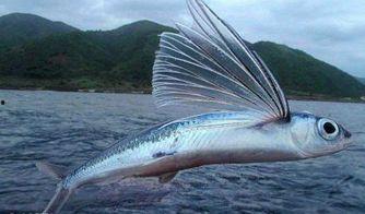 娱乐吃瓜酱飞鱼,揭秘吃瓜酱飞鱼的幕后故事